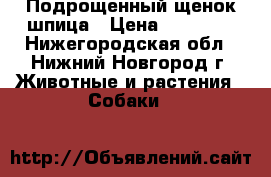 Подрощенный щенок шпица › Цена ­ 50 000 - Нижегородская обл., Нижний Новгород г. Животные и растения » Собаки   